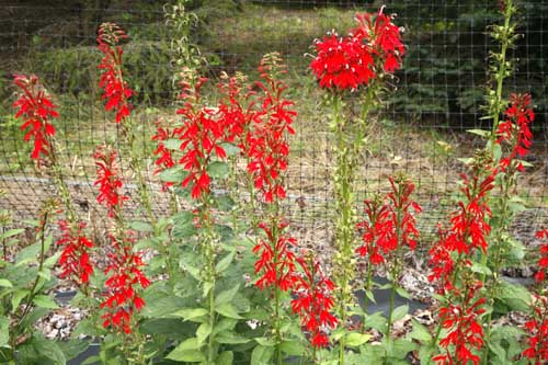 Cardinal Flower Lobelia cardinalis